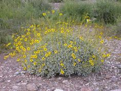 wildflowers grow in the middle of a rocky area