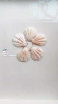 four seashells are arranged in a circle on a white surface