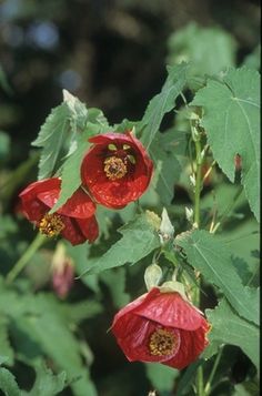 red flowers with green leaves in the background