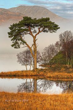 a lone tree stands in the middle of a marshy area with mountains in the background