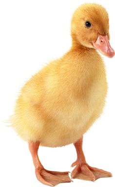 a small duckling is standing in front of a white background