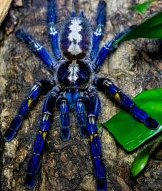 a blue and white spider sitting on top of a leaf covered tree trunk next to green leaves