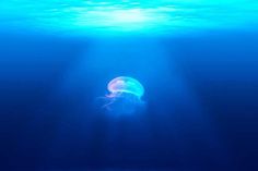 a jellyfish swimming in the blue water