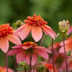 pink and orange flowers with green leaves in the background