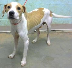 a brown and white dog standing on top of a cement floor next to a wall