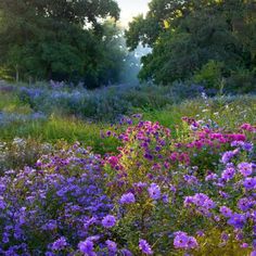 a field full of purple and blue flowers with trees in the backgrounnd