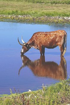 a cow drinking water from a pond with long horns