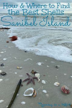 shells and starfish on the beach with text overlay how & where to find the best shells in sanibel island