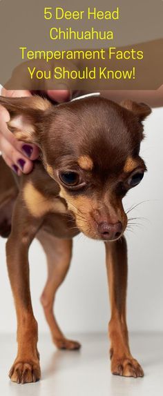 a small brown dog standing on top of a white floor next to a persons hand