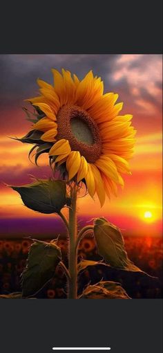 a large sunflower in front of a sunset