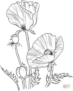 two flowers are shown in black and white, with one flower on the other side