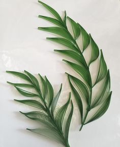 two green leaves on a white background