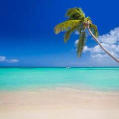 a palm tree on the beach with clear blue water