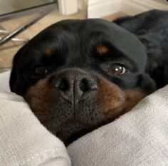 a black and brown dog laying on top of a couch