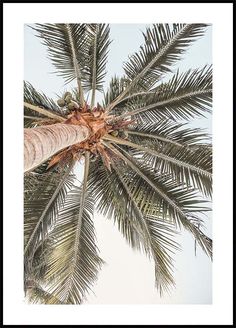 a palm tree is shown in this black and white photo with the sky behind it