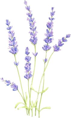 some purple flowers that are growing out of the ground in front of a white background