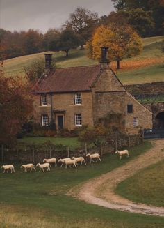 a herd of sheep walking across a lush green field next to a stone building on top of a hill