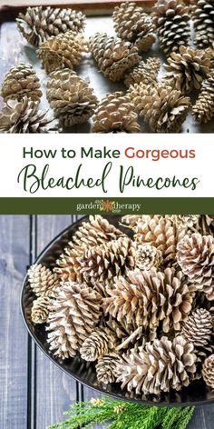 how to make gorgeous bleached pinecones with this simple recipe and video