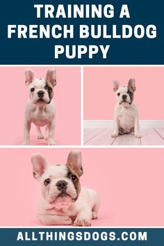 a french bulldog puppy sitting on top of a pink background with the caption training a french bulldog puppy