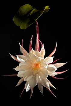 a white flower with pink and yellow stamens in the center on a black background