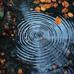 the leaves are floating on the water in the pond