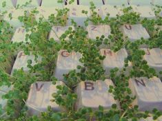 many plants growing out of an old computer keyboard