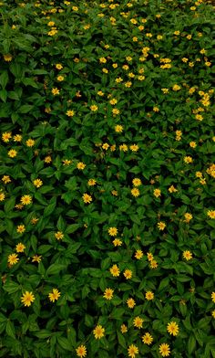 many yellow flowers are growing in the grass