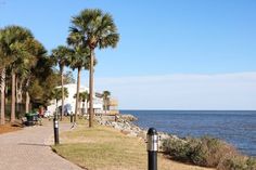 palm trees line the sidewalk next to the water