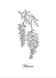 a black and white drawing of flowers on a branch with the word wisteria