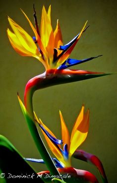 a colorful bird of paradise flower is shown in this image, it appears to be blooming