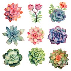 the different types of succulents are shown in this drawing style illustration,