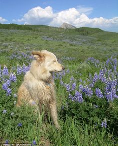 a dog sitting in the middle of a field full of blue flowers