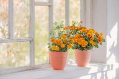 two potted yellow flowers sitting on a window sill