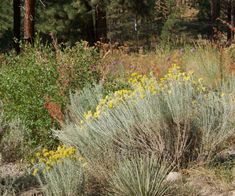 wildflowers and grasses grow in the woods