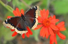 an orange flower with a black and white butterfly on it's back end sitting next to a red flower