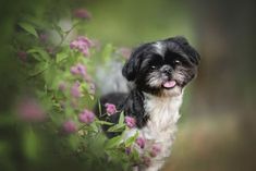 a small black and white dog standing next to flowers