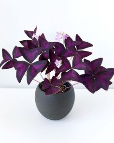 a potted plant with purple flowers in it