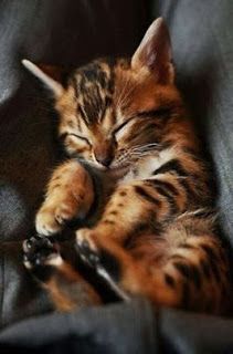 a small kitten sleeping on top of a couch