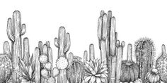 a cactus garden with cacti and succulents in black and white