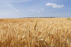 a wheat field under a blue sky - stock photo - images