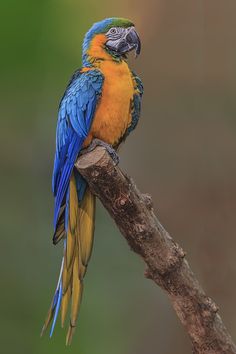 a colorful bird perched on top of a tree branch