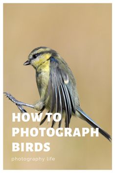 a bird sitting on top of a branch with the words, how to photograph birds