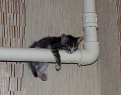 a small kitten laying on top of a white pipe next to a carpeted floor