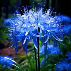 a blue flower in the middle of some grass