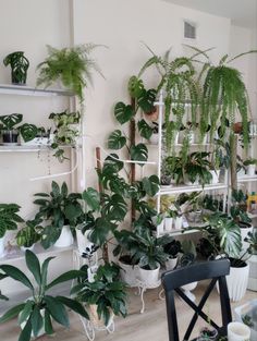 a room filled with lots of potted plants