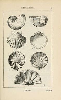 an old book with shells on it and the words natural pories written in black ink