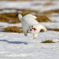 a small white animal running in the snow with a quote above it that says, when you don't get a spring packet