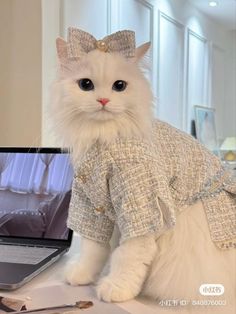 a white cat sitting on top of a desk next to a laptop computer