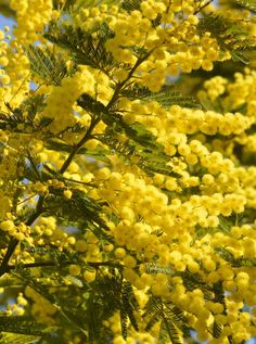 yellow flowers are growing on the branches of a tree