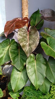 a heart shaped plant with lots of green leaves